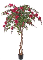 Bougainvillea 180cm Ø 110cm